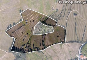 Quinta Na Régua Para Produção Vinícola