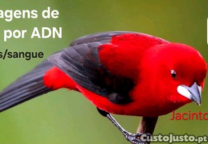 imagem_1