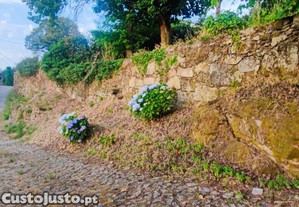 imagem_39