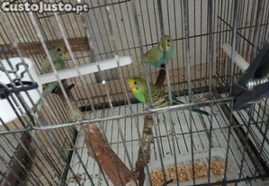 imagem_7