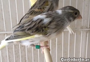imagem_6