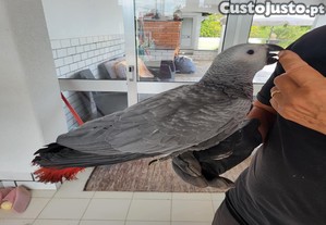 Papagaio cinzento cauda vermelha criado a mo