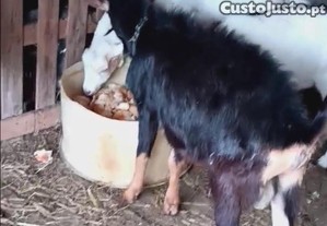 Bode albino e cabras