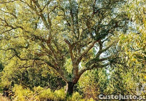 Terreno em Marmeleira e Assentiz de 23240,00 m²