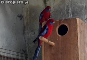 Rosela penante macho