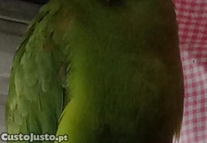 imagem_2