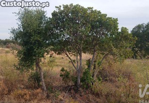 imagem_11