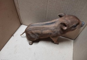 Porquinho Anão mini Pig Pot belly