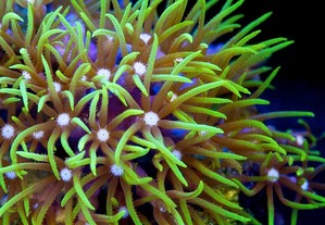 Corais marinhos água salgada coral mole GSP Clavulária 6cm diametro.