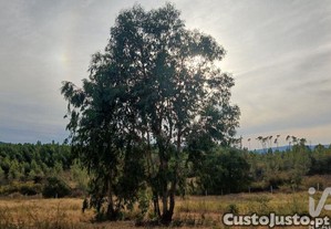 imagem_6