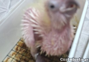 imagem_8