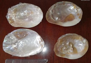 conchas ostras madreperola artigo natural
