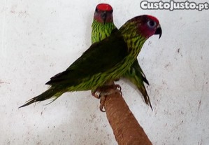 Aves - Papagaios - Loris/Goldiei