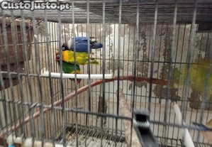 imagem_2