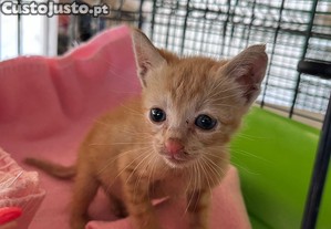 Alex - Beb para Adopo