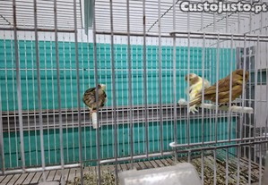 imagem_7