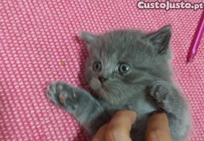 Gatinhos scottish straight