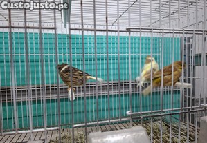 imagem_6
