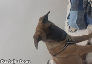 Pastora belga malionis com lop