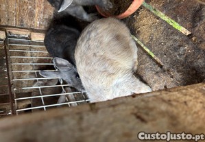 imagem_2