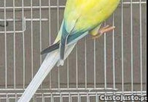 imagem_1