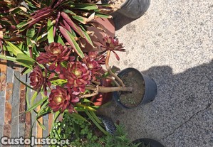 Plantas