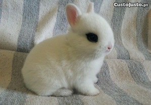 imagem_6