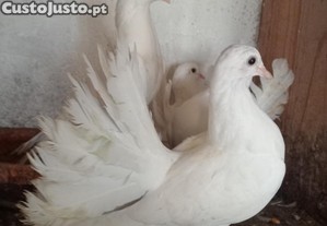 Dois casais de rabos de leques brancos