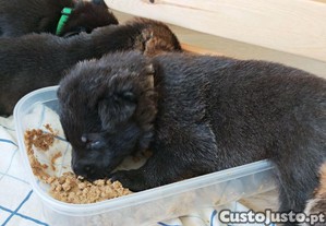 imagem_6