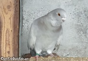 Mariolino de barbela prata