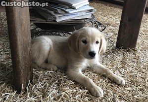Golden retriever