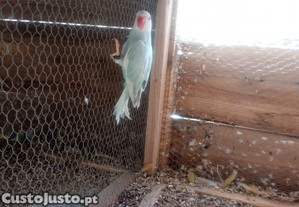 imagem_2