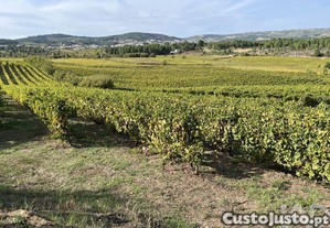 imagem_7