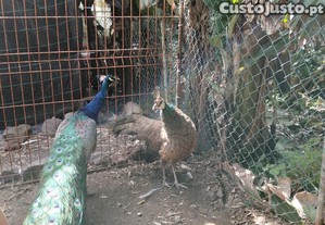imagem_6