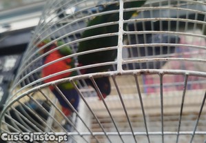 imagem_1