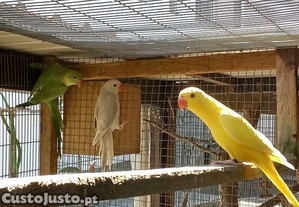 Ring necks novos sexados