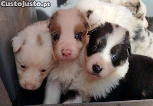 Border collie preto e branco