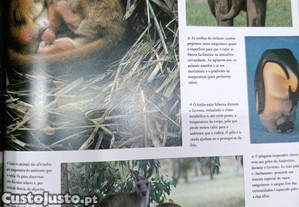 imagem_5