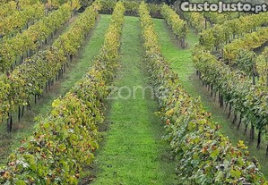 Quinta Baião, 40Min Porto, Vinha Vitis, 4 Casas...