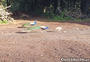 imagem_4