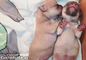 Chihuahua macho bebe