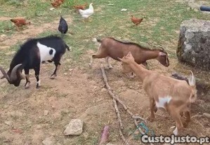 2 cabras prenhas anãs e 1 chivo anao
