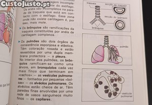 imagem_7