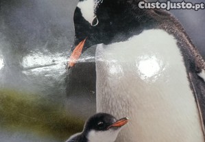 imagem_1