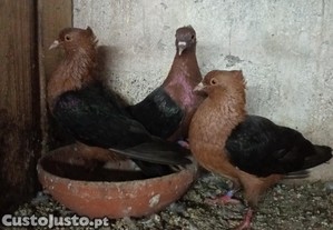 Pombos arcanjos