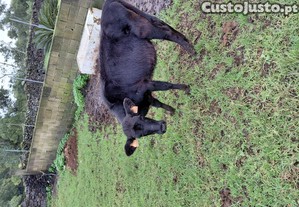 Cruzada de aberdeen_angus