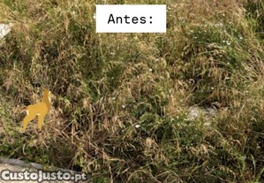 imagem_5