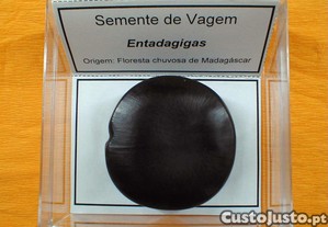 Semente de Entada Gigas Madagscar 8x8cm