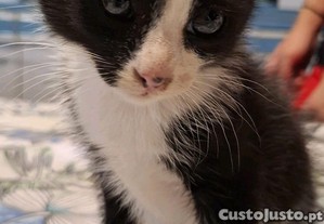 Gatinho para adoção Macho