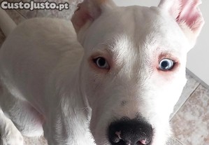 Co para adoo responsvel